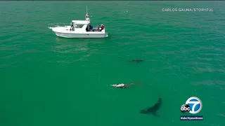 Drone video shows great white sharks swimming just off the coast of Ventura County beach | ABC7