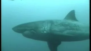 Great White Shark