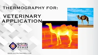 How Thermography is used for Veterinary Application