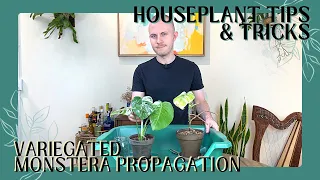 How To Propagate A Variegated Monstera | Houseplant Tips & Tricks Ep. 24