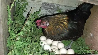 Searching nest a broody chicken || Farming Nepal Aara