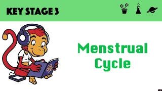 Menstrual Cycle