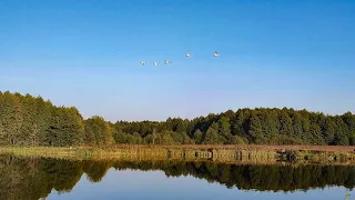 Шостка. Гості на міському озері Галенківське 🦢🌊🦢🌊🦢🌊🦢🌊🦢.