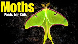 All About Moths (Facts For Kids)