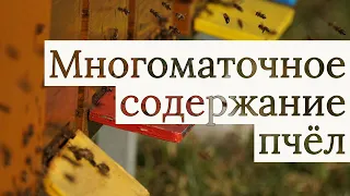 Профессиональное пчеловодство. Многоматочное содержание пчёл