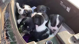 Five puppies abandoned and wandering around, sobbing and begging for help to find their mother...Sad