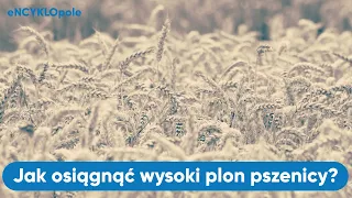 Jak uzyskać wysoki plon pszenicy ozimej?