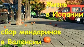 Жизнь в Испании. Уборка мандаринов на улицах Валенсии