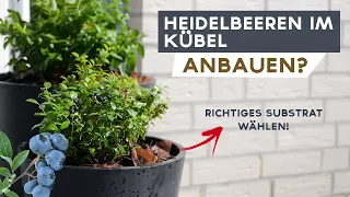 Heidelbeeren im Topf erfolgreich anbauen - Auf die richtige Erde kommt es an!