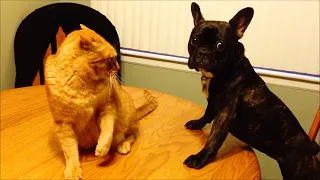 Who is Boss in the House - Funny Cats and Dogs Compilation - Try Not To Laugh || PETASTIC 🐾