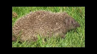 Igel im Garten