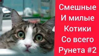 Смешные и милые котики со всего Рунета #2