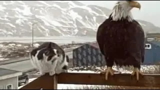 Орел и кот