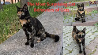 The Most Surprising Cat  Behaviors of Cats .   #catmeow , #catfood , #catvideos , #happycats, #cat,