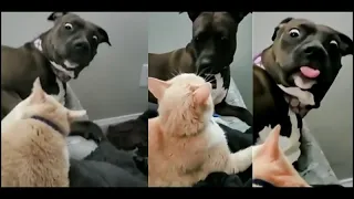 Dogs And Cats Reaction To Food - Funny Animal Reaction #2 | Pets Town