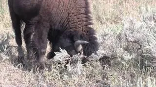 Gros Ventre Camp at Grand Teton National Park