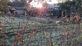 Это ещё не поздно !  Осенний водозарядный полив деревьев и кустарников.15 октября 2020 г.