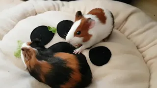 Guinea pig shorts (baby Guinea pigs eating lettuce)