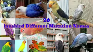 LOVEBIRD DIFFERENT MUTATIONS NAMES