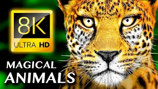 MAGICAL ANIMALS 8K VIDEO ULTRA HD