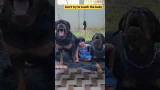 Rottweiler with baby | dog shorts | #shorts #short #viral #dog