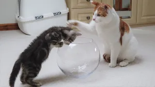 Cat Scolds Kitten For Playing With Fish Bowl