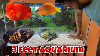 3 feet aquarium setups | monster tank setups | #petsvlog #fishlover #aquariumsetup