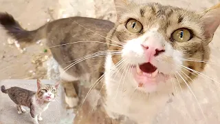 A feral cat fights all the neighborhood cats to protect his nursing wife