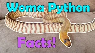 All About Woma Pythons!