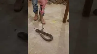 Rattlesnake Bites Man || ViralHog