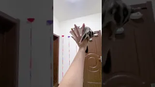 Cute Sugar Glider Flying Down Into Owner Hand Video