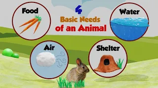 The Needs of an Animal | Needs of Living Things | Animal Needs | Basic Needs of Animal for Kids