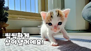 낯선 곳에 와서 씩씩하게 적응하고 있는 아기고양이│새끼고양이 수유, 배변유도 하는 방법 │ kitten rescue