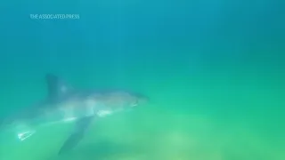 Conservationist explains spike in shark sightings