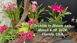 Orchids in Bloom show and sale, March 8-10, 2024 Florida, USA