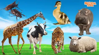 A Relaxing Compilation of Cute Little Farm Animal Sounds - Duck, Hippo, Cow, Sheep, Leopard, Giraffe