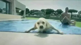 Cristiano Ronaldo Swimming With His Dog