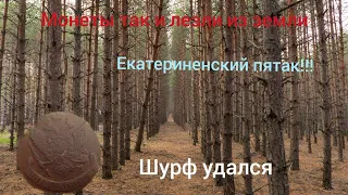 Шурф в лесах белоруссии#много монет#шур удался#xp deus