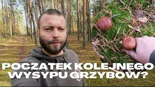 Grzybobranie z Edkiem