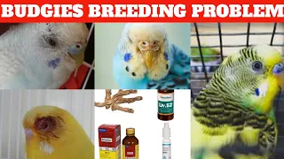 Budgies breeding problem solved | Why my budgies not laying eggs | தமிழ் | with subtitles