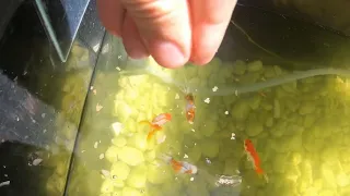Feeding my fish !! 🐟🐟