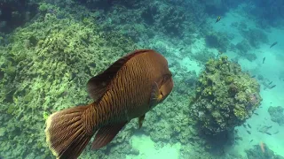 Fundo do mar: Vídeo da natureza aquática para inspiração