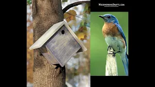 33 DIY Birdhouse Building Plans Blueprints For Bluebirds, Purple Martins, Chickadees & Other Birds