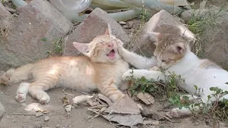 Rescue Kitten Grooming Her Brother Forcefully And Fighting For It