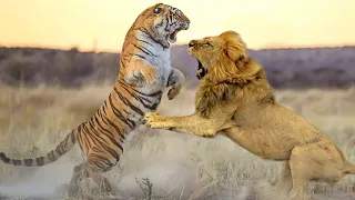 Tygrys kontra lew: kto jest prawdziwym królem zwierząt?