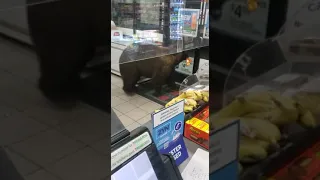 Bear Stealing From A 7-Eleven🤣🤣🤣#shorts #hilarious