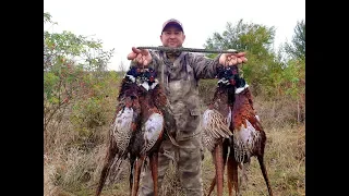 Открытие охоты на фазана 2019, часть 2, день порадовал, pheasant hunting...