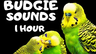 Budgie Sound 1 Hour, Budgie singing, Budgie flock call and Budgie mating call
