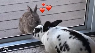 Wild Rabbit Falls Madly In Love With A Pet Bunny