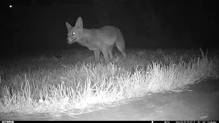 Fox eats Custard Creams!